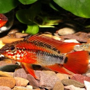 Apistogramma viejita red 3-4 cm
