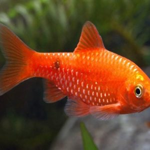 Barbus conchonius super red 3-4