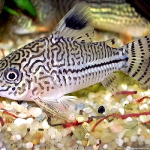 Corydoras julii
