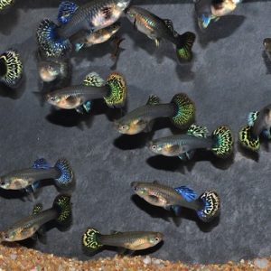Guppy Femelle Mix