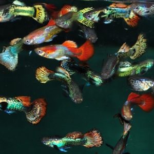 Guppy Male Mix
