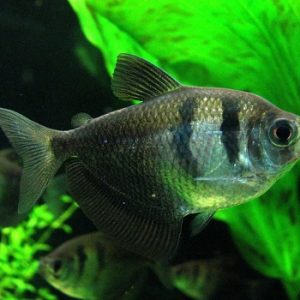 Gymnocorymbus ternetzi