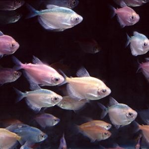 Gymnocorymbus ternetzi gold