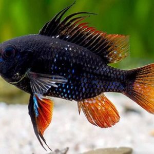 Ramirezi black devil 3-4 cm
