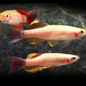 Tanichthys albonubes golden