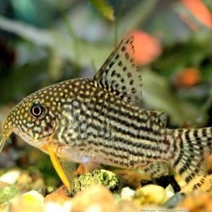 Corydoras sterbai 3.5 cm