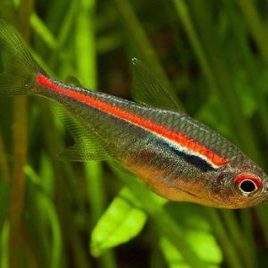 Hyphessobrycon amapaensis 3 cm