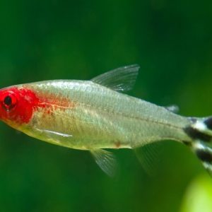 Hemigrammus rhodostomus 2-3 cm
