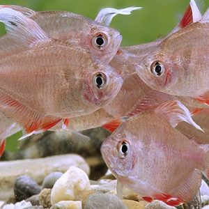 Hyphessobrycon bentosi rosaceus white