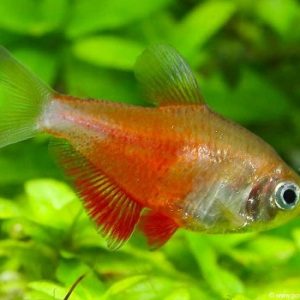 Hyphessobrycon flammeus orange 2-3 cm