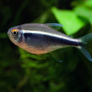 Hyphessobrycon herbertaxelrodi