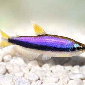 Impaichthys kerri super blue