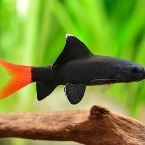 Labeo bicolor 5-6 cm