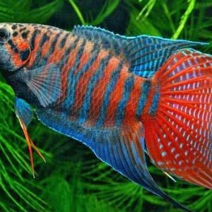 Macropodus opercularis