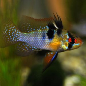 Mikrogeophagus ramirezi 3-4 cm