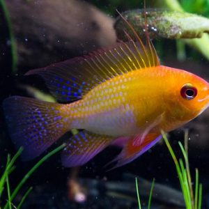 Mikrogeophagus ramirezi gold 3-4 cm
