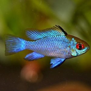 Mikrogeophagus ramirezi super blue 3-4 cm