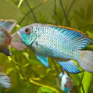 Nannacara super blue 3-4 cm