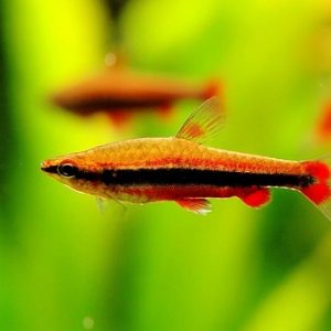 Nannostomus beckfordi red