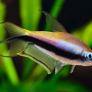 Nematobrycon palmeri