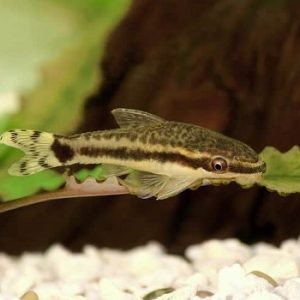 Otocinclus affinis