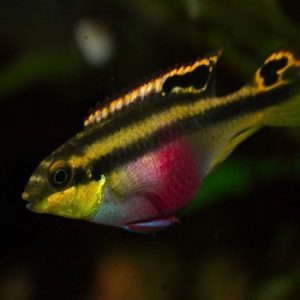 Pelvicachromis pulcher red 4-5 cm