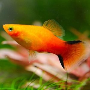 Platy mix
