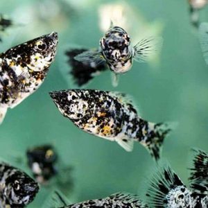 Poecilia Sphenops Molly mix 3-4 cm