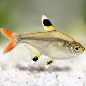 Pristella maxillaris