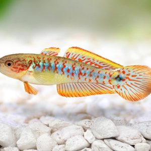 Tateurndina ocellicauda