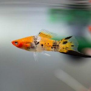 Xiphophorus hellerii mix