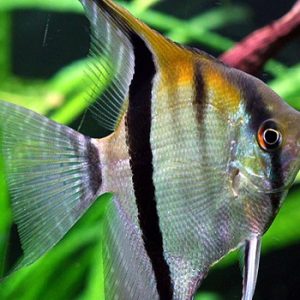 Scalaire Manacapuru 5 cm