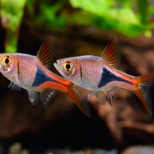 Trigonostigma heteromorpha