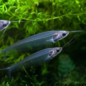 Kryptopterus bicirrhis