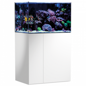 Armatus 250 blanc