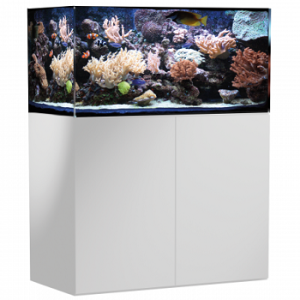 Armatus 300 blanc