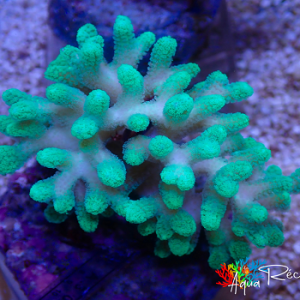 Seriatopora caliendrum  vert