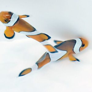 Amphiprion ocellaris elevage