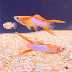 Guppy male endler red japan