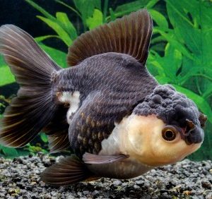 Oranda Panda grade A 7-9cm