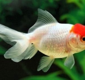 Oranda red cap 6-7cm