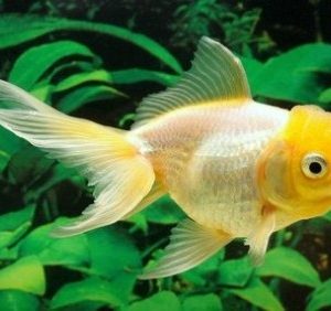Oranda blanc 4-5cm