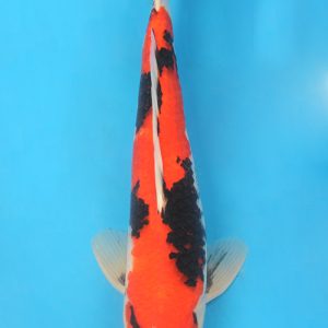 Showa MARUSEI Nisai 40cm (KOI-0018)