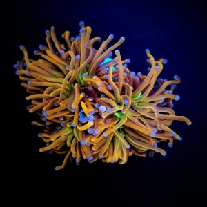 Euphyllia glabrescens Helfire 1 tete