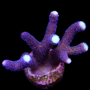 Stylophora pistillata milka M