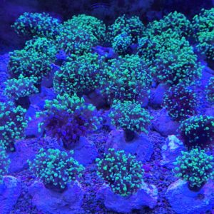 Euphyllia paradivisa la tete